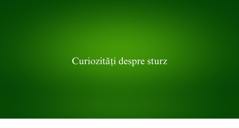 Curiozități despre sturz