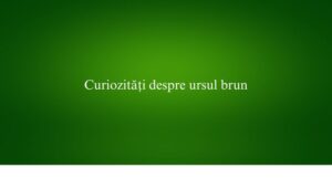 Curiozități despre ursul brun
