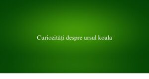 Curiozități despre ursul koala