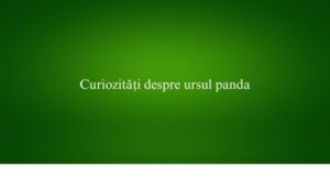 Curiozități despre ursul panda