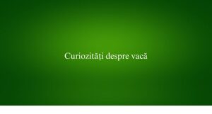 Curiozități despre vacă