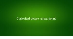 Curiozități despre vulpea polară