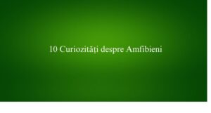 10 Curiozități despre Amfibieni