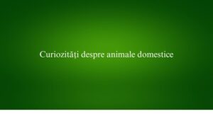 Curiozități despre animale domestice