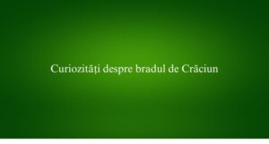 Curiozități despre bradul de Crăciun