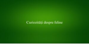 Curiozități despre feline