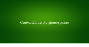 Curiozități despre gimnosperme
