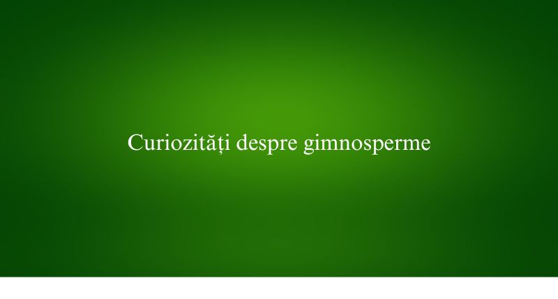 Curiozități despre gimnosperme