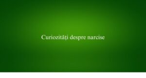 Curiozități despre narcise