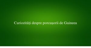 Curiozități despre porcușorii de Guineea