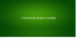 Curiozități despre zambile