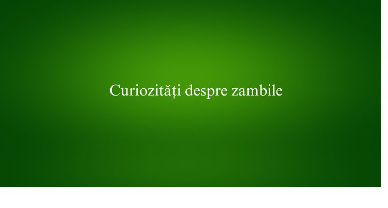 Curiozități despre zambile