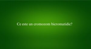 Ce este un cromozom bicromatidic