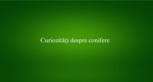 Curiozități despre conifere