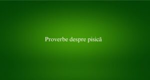 Proverbe despre pisică