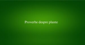 Proverbe despre plante