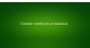 Câinele vomită tot ce mănâncă