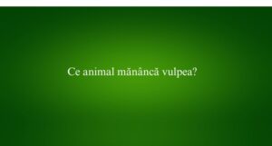 Ce animal mănâncă vulpea