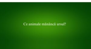 Ce animale mănâncă ursul