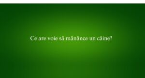 Ce are voie să mănânce un câine