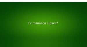 Ce mănâncă alpaca