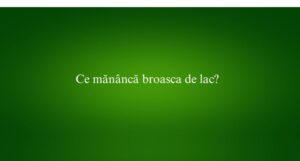 Ce mănâncă broasca de lac