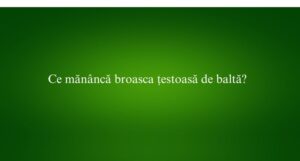 Ce mănâncă broasca țestoasă de baltă