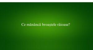 Ce mănâncă broaștele râioase