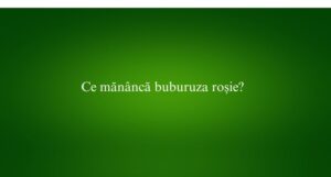 Ce mănâncă buburuza roșie