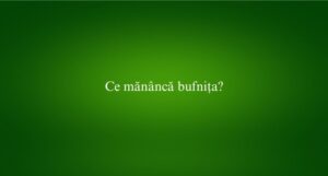 Ce mănâncă bufnița