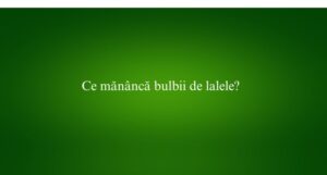 Ce mănâncă bulbii de lalele