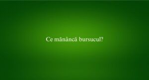 Ce mănâncă bursucul