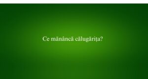 Ce mănâncă călugărița