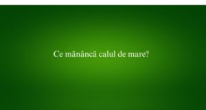 Ce mănâncă calul de mare