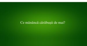 Ce mănâncă cărăbușii de mai