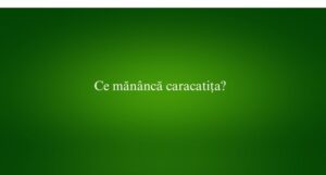 Ce mănâncă caracatița