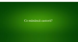 Ce mănâncă castorii