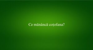 Ce mănâncă coțofana