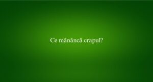 Ce mănâncă crapul