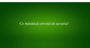 Ce mănâncă creveții de acvariu