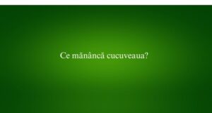Ce mănâncă cucuveaua