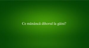 Ce mănâncă dihorul la găini