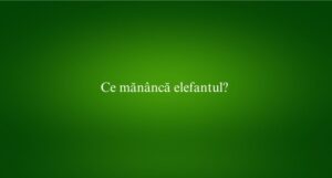 Ce mănâncă elefantul
