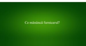 Ce mănâncă furnicarul