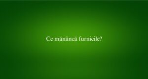 Ce mănâncă furnicile