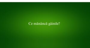Ce mănâncă găinile