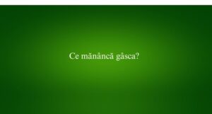 Ce mănâncă gâsca