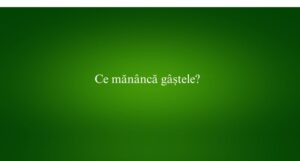 Ce mănâncă gâștele