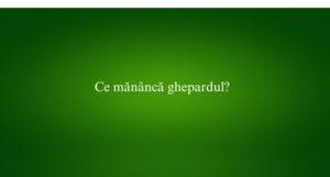 Ce mănâncă ghepardul