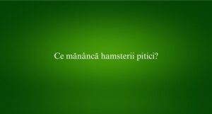 Ce mănâncă hamsterii pitici